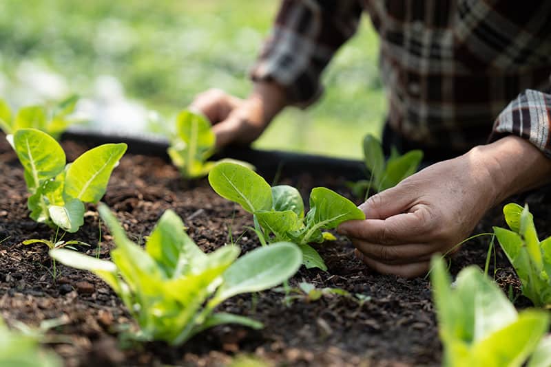 Cultivo de terra